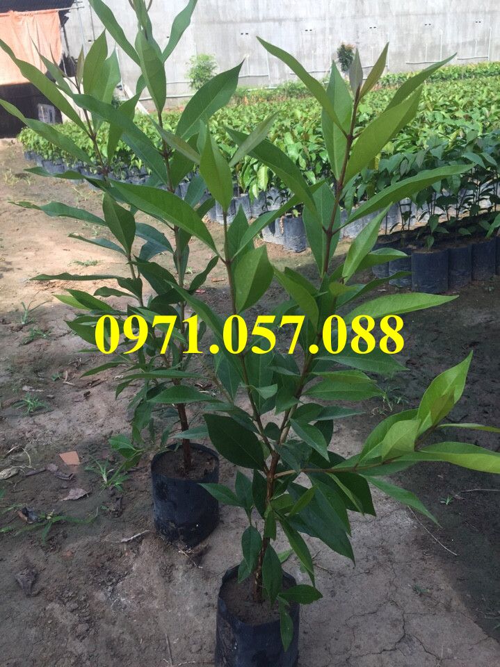 Cây giống vối nếp